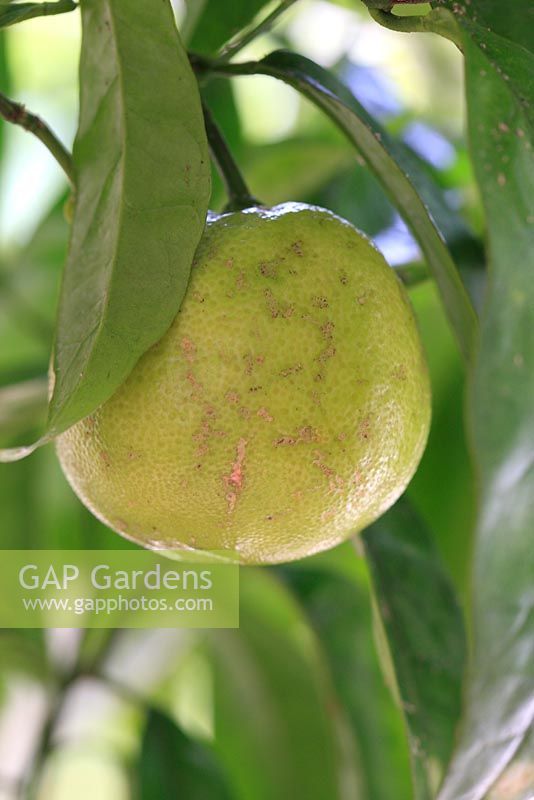Citrus sinensis 'Washington Navel' - Ripening grapefruit