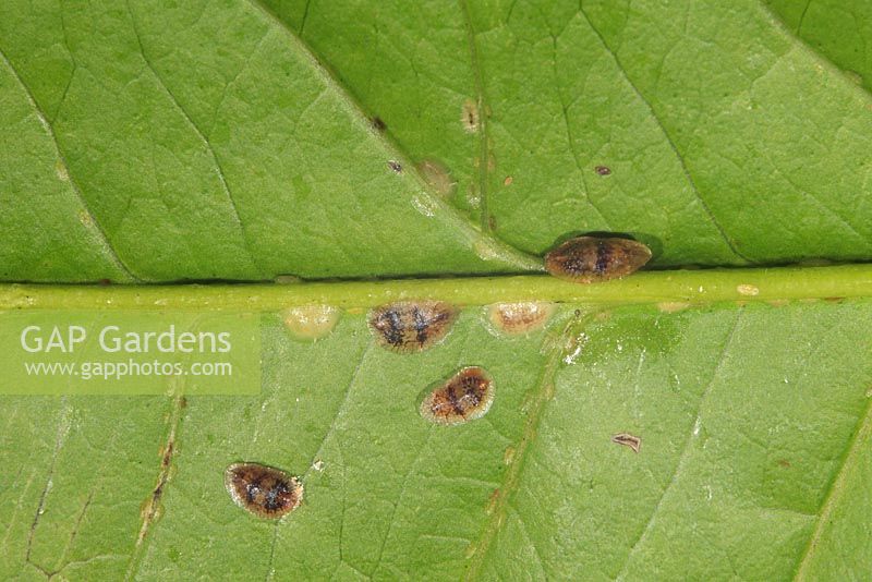 Coccus hesperidium - Soft scale on underside of citrus leaf