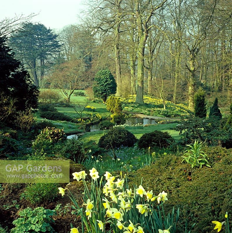Early Spring woodland garden with Narcissus around rockery and stream - Abbotswood NGS