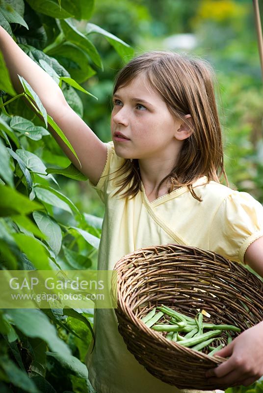 Girl picking French beans