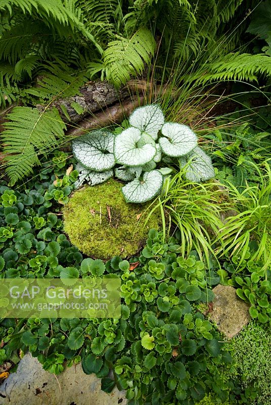 Shady garden with Brunnera macrophylla 'Jack Frost', Millium effusum, Matteuccia struthiopteris and Saxifraga umbrosa