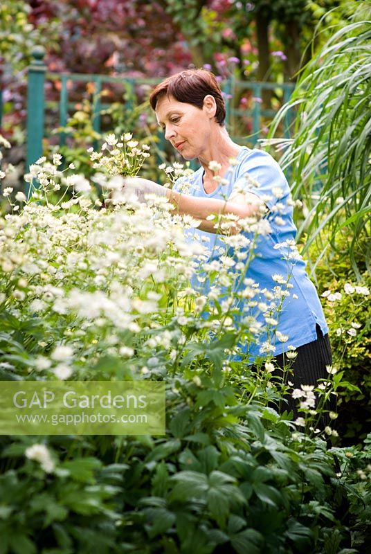 Woman deadheading flowers in garden in August
