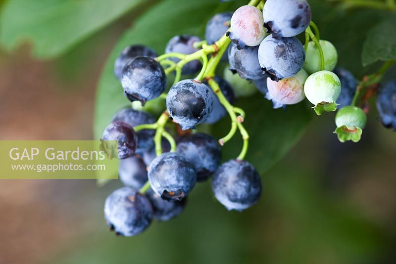 Vaccinium 'Bluejay' - Blueberries