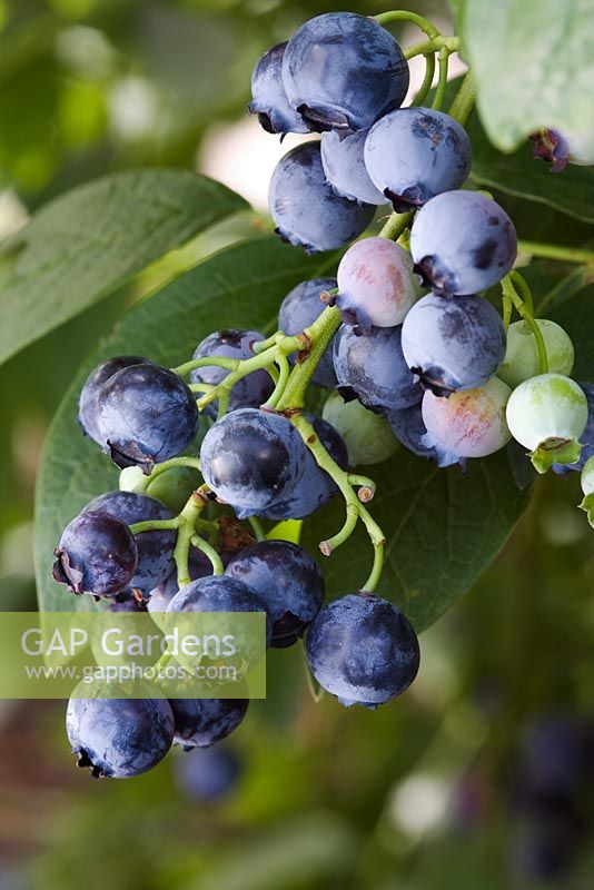Vaccinium 'Bluejay' - Blueberries
