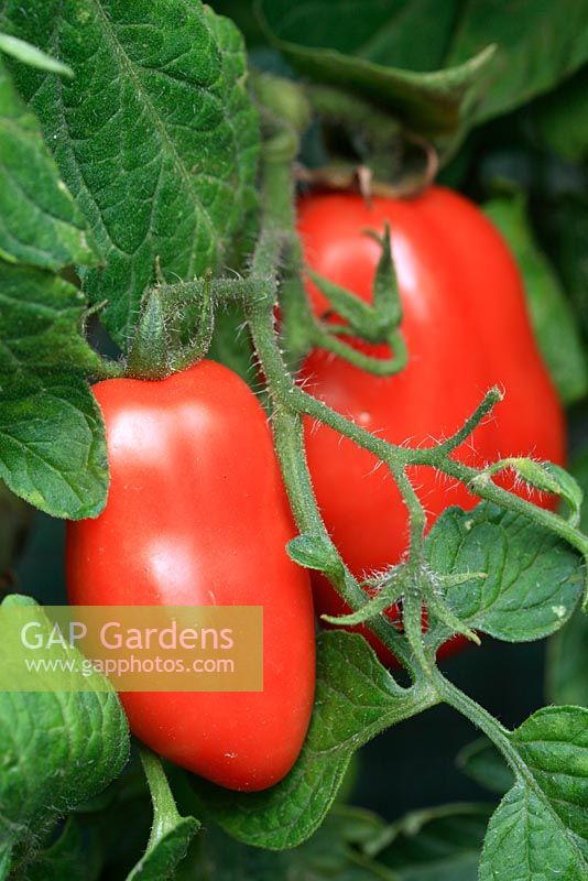 Lycopersicum 'San Marzano Lungo F1 Hybrid' - Ripening organic plum tomatoes