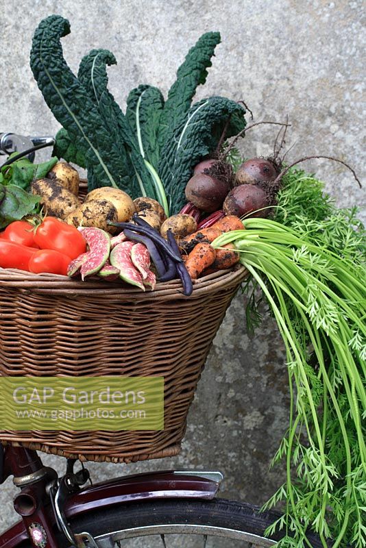 Bicycle basket full of freshly picked organic vegetables including carrots, beetroot, black kale, tomatoes, French beans borlotti beans and potatoes