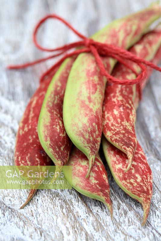 Bunch of freshly picked organic Borlotti beans tied with twine