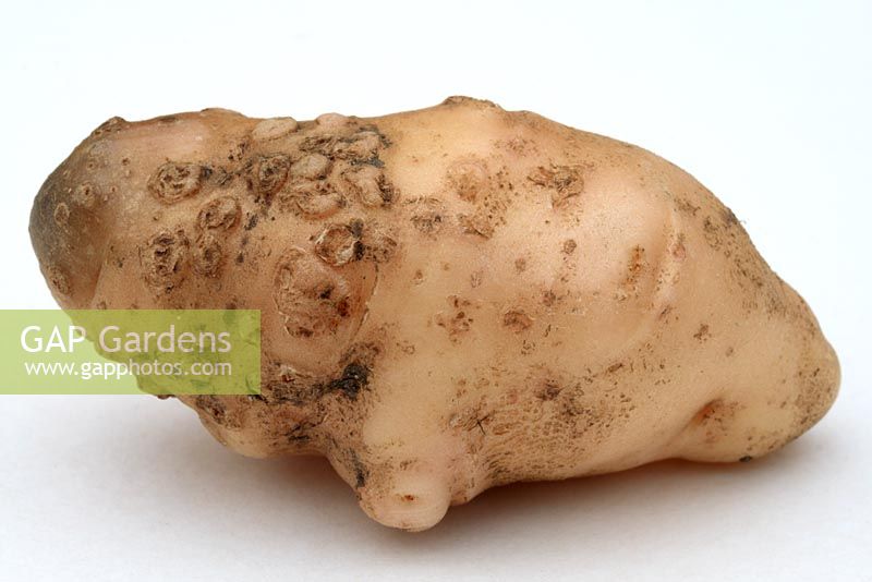 Solanum tuberosum 'Anya' - Organic potato with potato scab