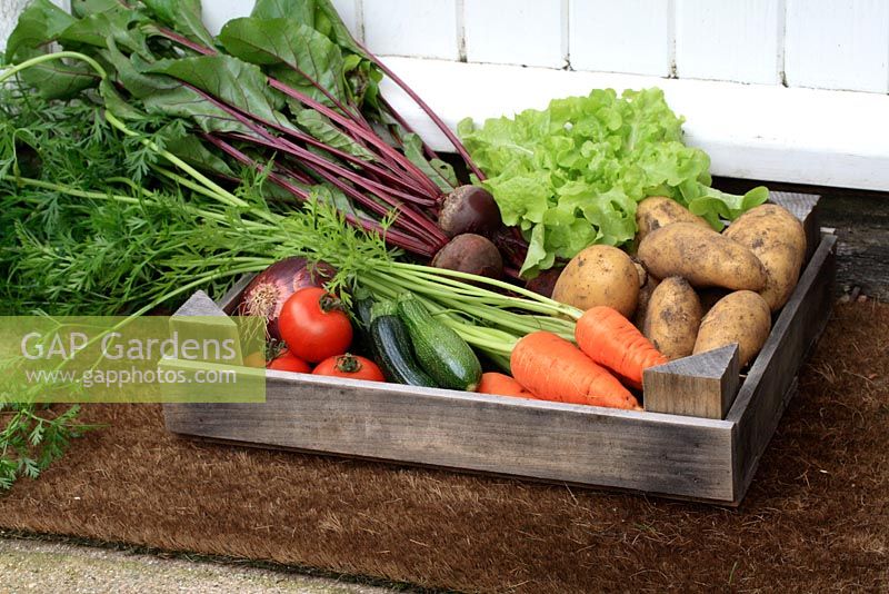 Box of freshly picked organic vegetables on doorstep - Carrots, potatoes, beetroot, tomatoes, courgettes, onions and lettuce