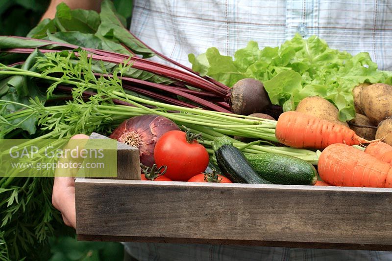 Man holding box of freshly picked organic vegetables - Carrots, potatoes, beetroot, tomatoes, courgettes, onions and lettuce