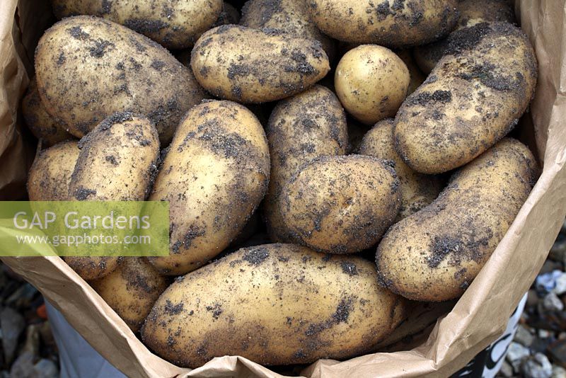 Solanum tuberosum 'Charlotte' - Sack of organic potatoes