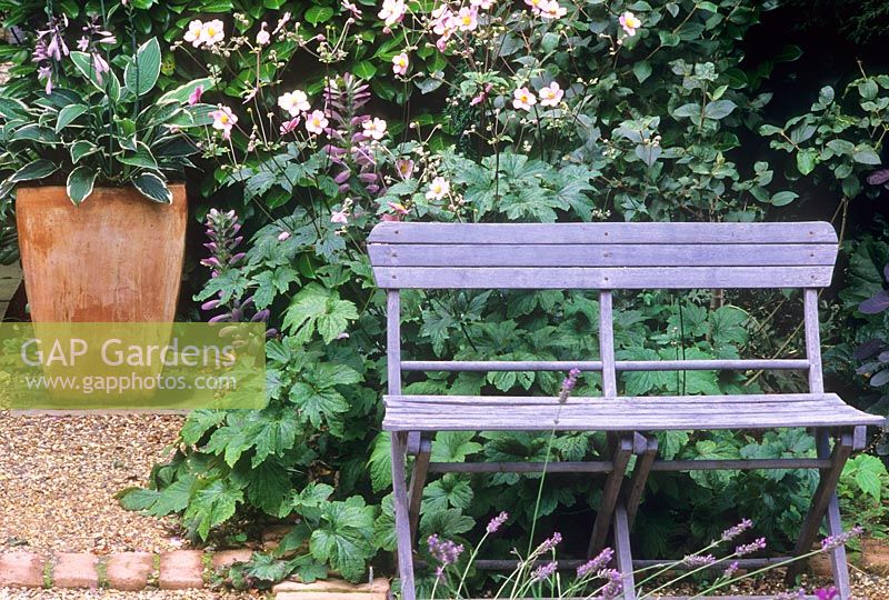 Terracotta planter with Hosta, blue rustic garden bench and Anemone hybrida