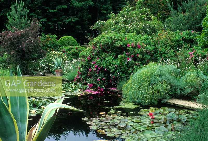 Large pond with Nymphaea and edged by Rosa glauca rugosa and Santolina, Agave in terracotta pot - Hidcote, National Trust Garden