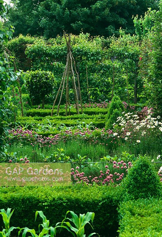 Vegetable and herb garden separated by low Buxus hedging, Allium and sweetcorn in beds - Old Rectory Sudborough