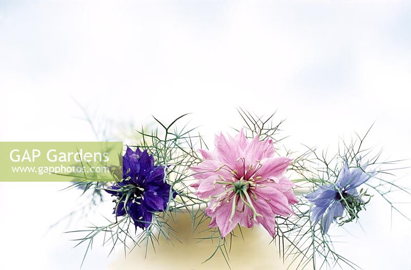 Nigella damascena - Love in the Mist, three single flowers in vase