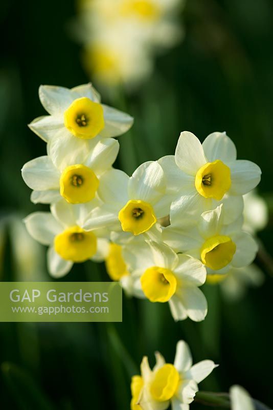 Narcissus 'Minnow' AGM
