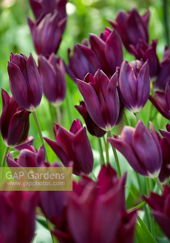Tulipa 'Havran' - Triumphator tulips