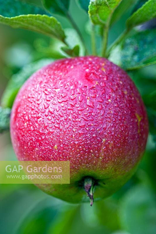 Malus 'George Cave' - Apple covered with early morning dew