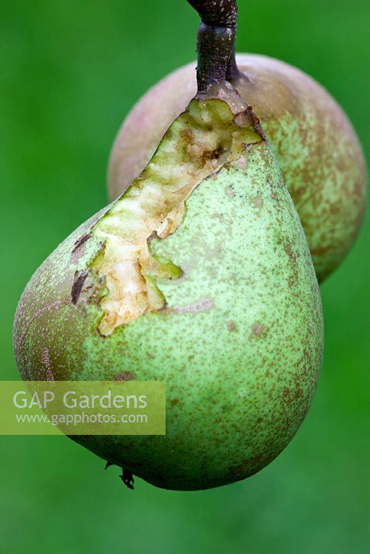 Pyrus communis 'Improved Fertility' - Wasp damaged fruit