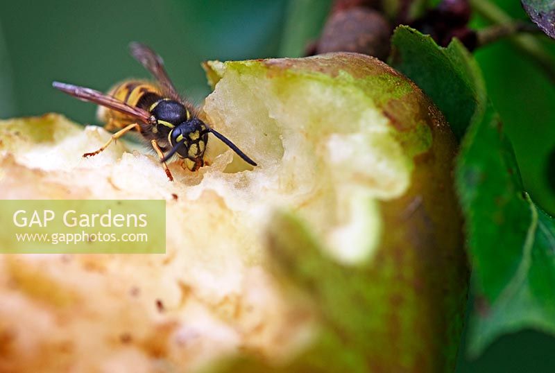 Wasp eating from a pear
