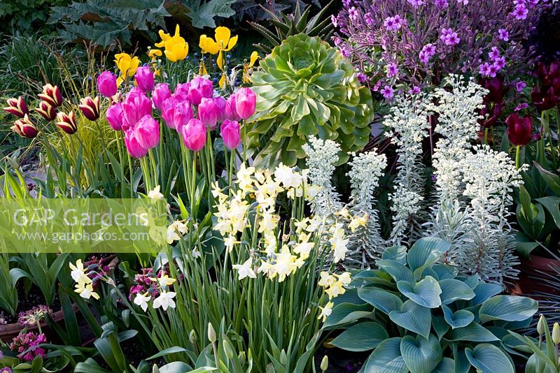 Spring containers with Aeonium, Euphorbia characias 'Silver Swan', Hosta, Geranium madarense, Tulipa 'Attila', Tulipa 'Gavota' and Narcissus 'Pipit'