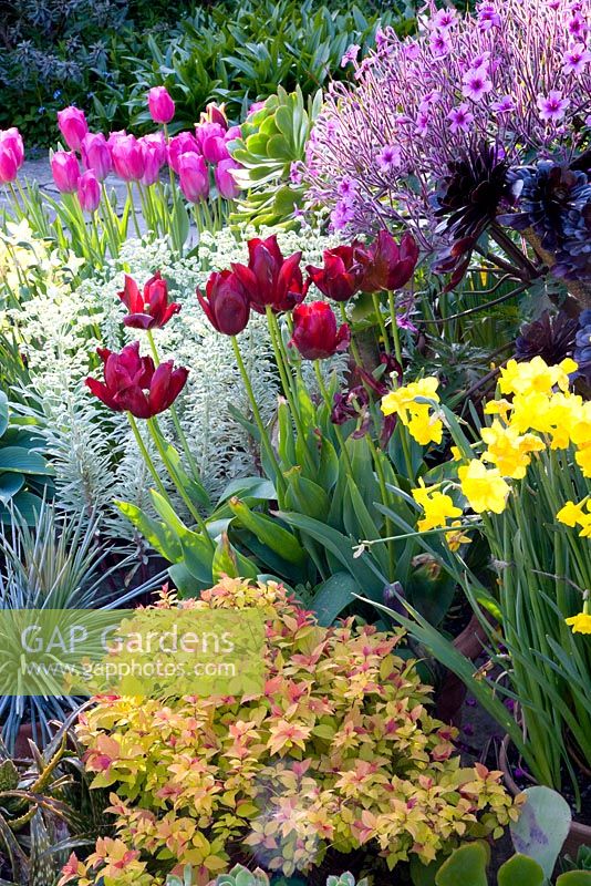 Spring containers with Euphorbia characias 'Silver Swan', Tulipa 'Attila', and Narcissus 'Pipit'