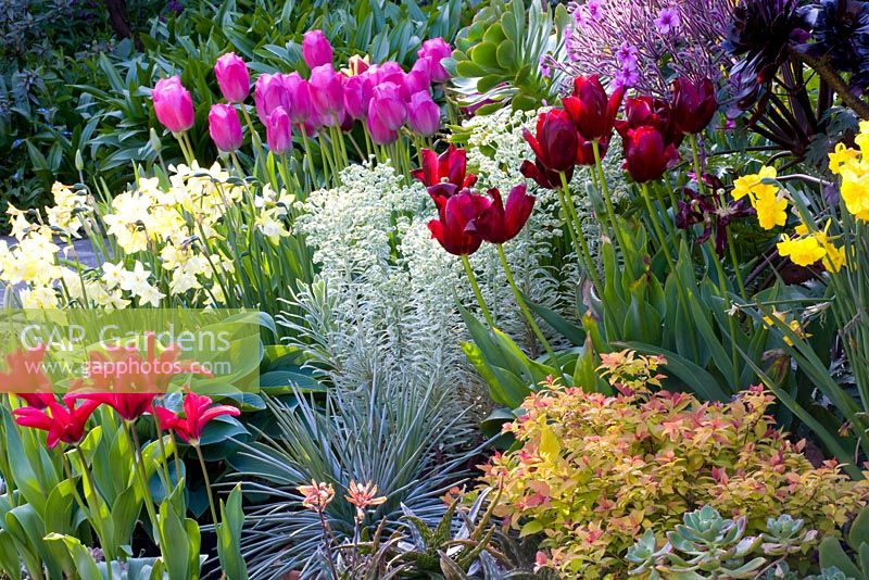 Spring containers with Euphorbia characias 'Silver Swan', Geranium madarense, Tulipa 'Attila' and Narcissus 'Pipit'