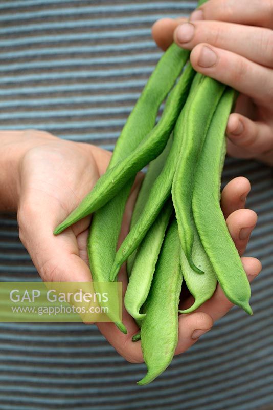 Man holding bunch of freshly picked organic runner beans - Phaseolus coccineus 'Best of All'