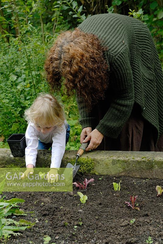 Grandmother and grandaughter planting Lettuce seedlings