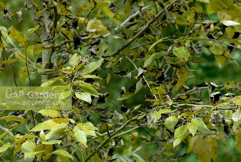 Melampsora sp. - Poplar rust on Populus balsamifera - Balsam Poplar 