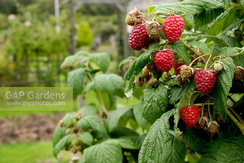 Rubus idaeus - Raspberry fruits