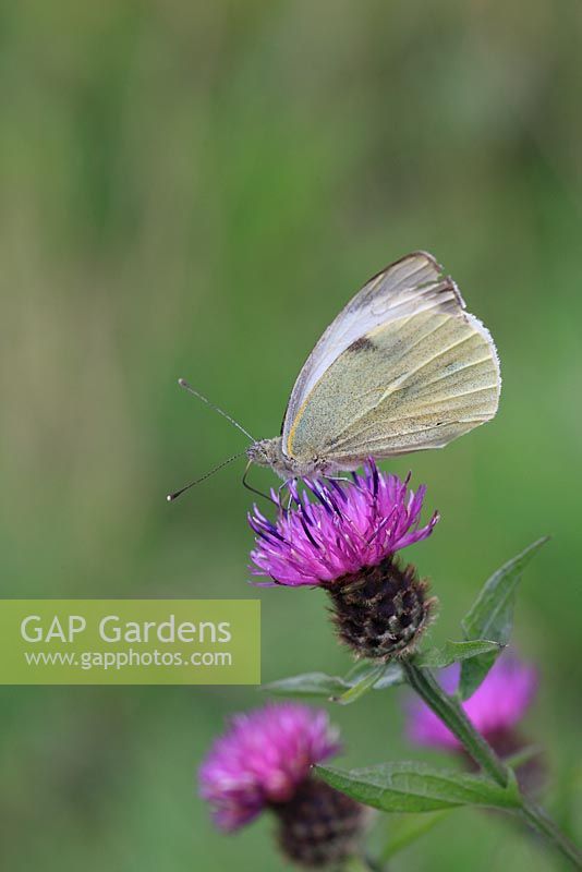 Pieris brassicae - Large White butterfly taking nectar from Centaurea