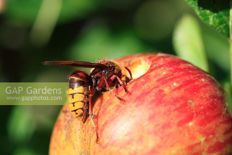 Vespa crabro - hornet eating apple 