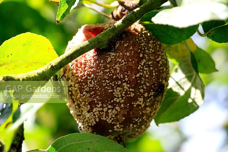 Sclerotina fructigena - Brown rot on apple