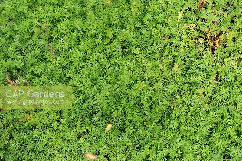 Chamaemelum - Chamomile lawn