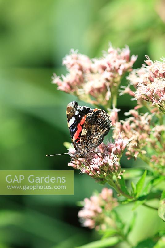 Vanessa atalanta - Red admiral butterfly taking nectar from Eupatorium purpureum - Hemp Agrimony
