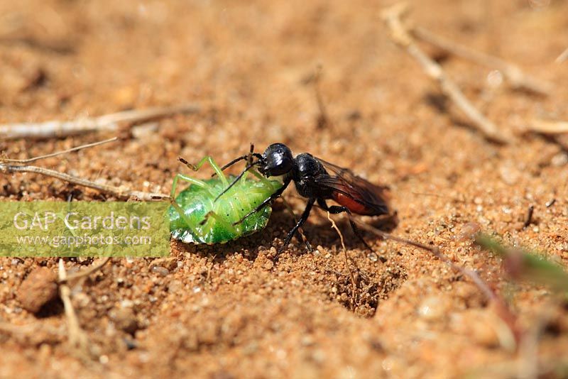 Astata boops - Digger wasp carrying shield bug to nest