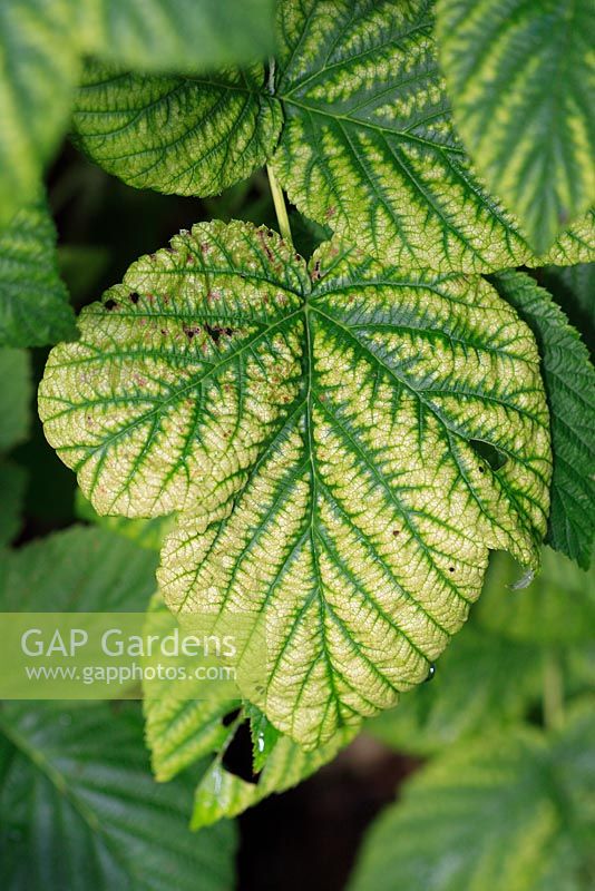 Magnesium deficiency in raspberry shows as interveinal yellowing