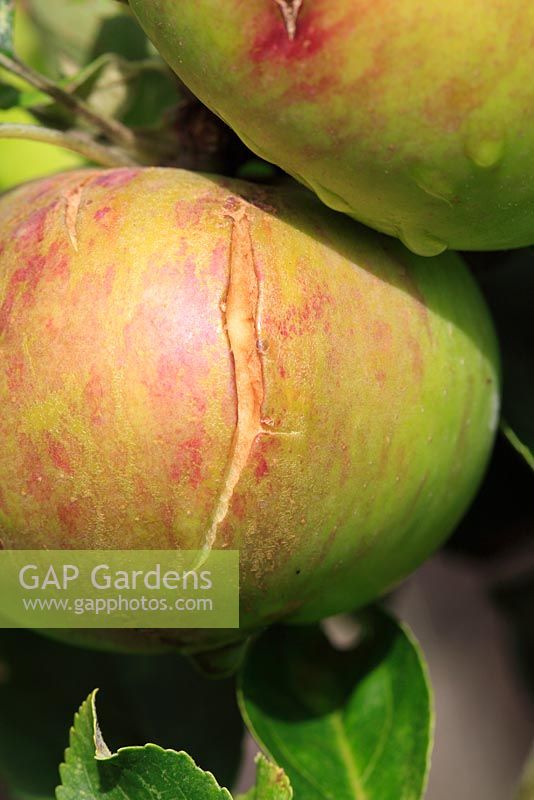 Apple splitting caused by dry weather following a long wet spell