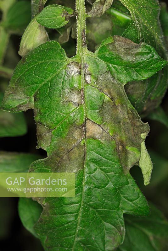 Phytophthora infestans - Tomato blight close up of infected leaf