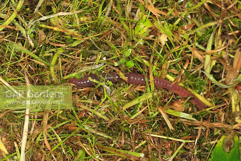 Lumbricus terrestis - Earthworm coming out of burrow at night