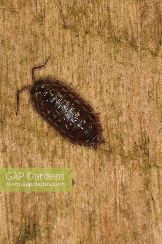 Oniscus asellus - Wood Louse on fence post