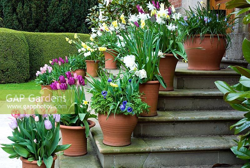 Spring containers of Tulipa and Narcissus on steps at Kelmarsh Hall, Northants, NGS