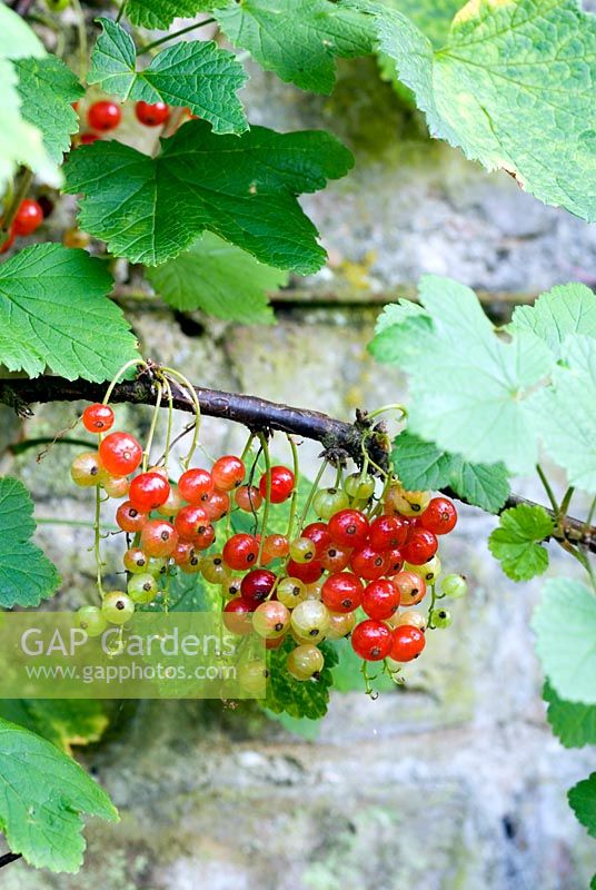 Ribes - Red currants trained on old wall