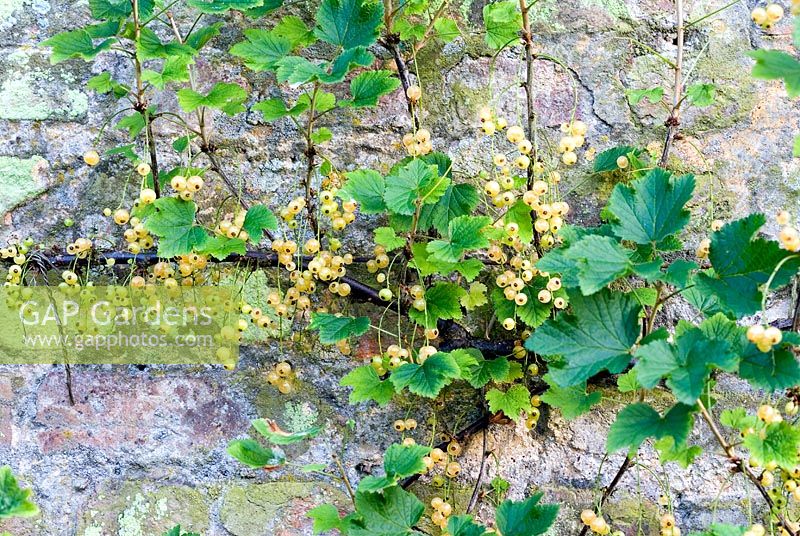 Ribes - White currants trained against old wall