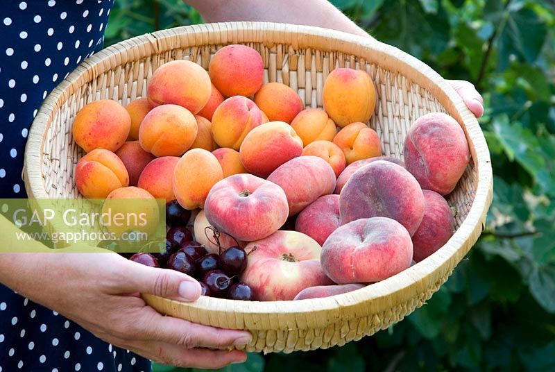 Womans holding basket of freshly picked Peento peaches, apricots 'Bergeron' and cherries 