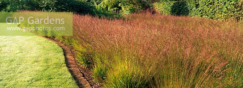 The drifts of Grasses Garden planted with Molinia caerulea subsp. Caerulea within the walled Garden at Scampston Hall designed by Piet Oudolf.