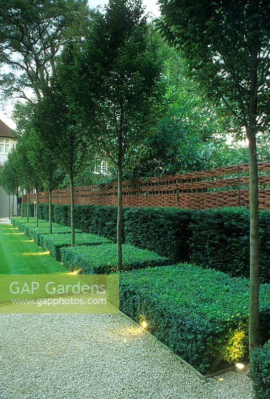 Contemporary garden with avenue of trees - Hampstead, London