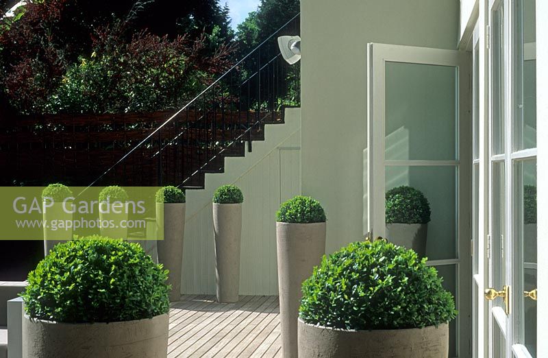 Minimal balcony garden with tall planters of Buxus topiary - Hampstead, London