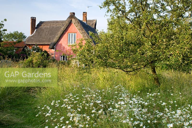 Weeping Willow in wildflower garden - Smallwood Farmhouse, Suffolk